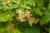fruit-2754189_1920.jpg