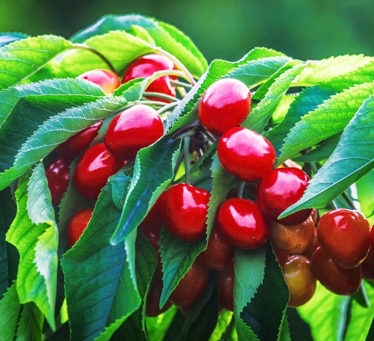 cherries-g13b8d63f6_1920.jpg