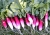 radish-2093946_1920.jpg
