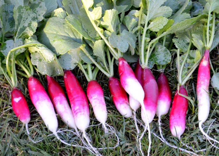 radish-2093946_1920.jpg