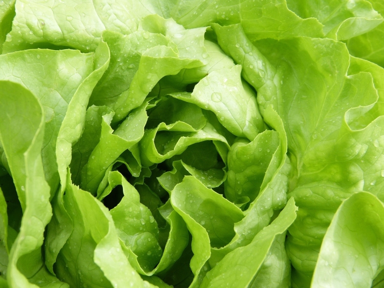 salad-4329306_1920.jpg