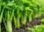 celery-8733877_1920.jpg