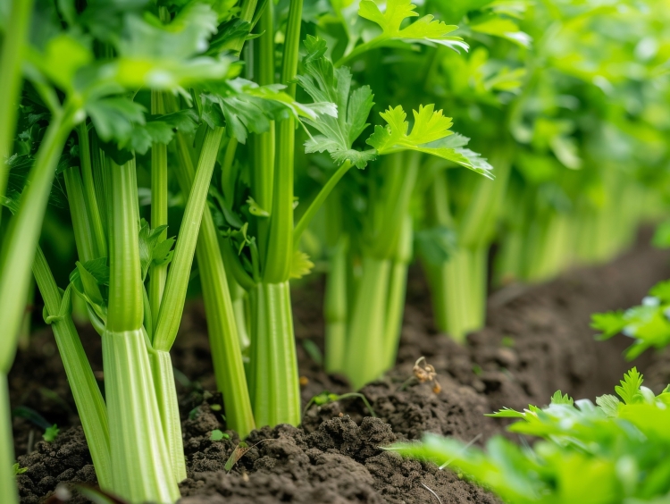 celery-8733877_1920.jpg