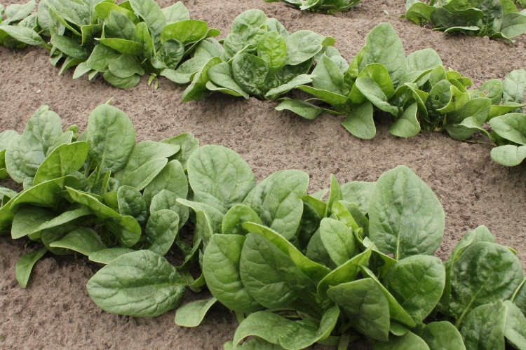 spinach-4062500_1920.jpg