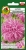 aster chryzantemowy rozowy OK-135a-12.jpg