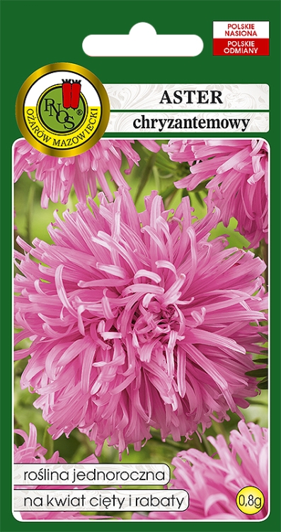 aster chryzantemowy rozowy OK-135a-12.jpg