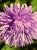 aster-3605690_1920.jpg