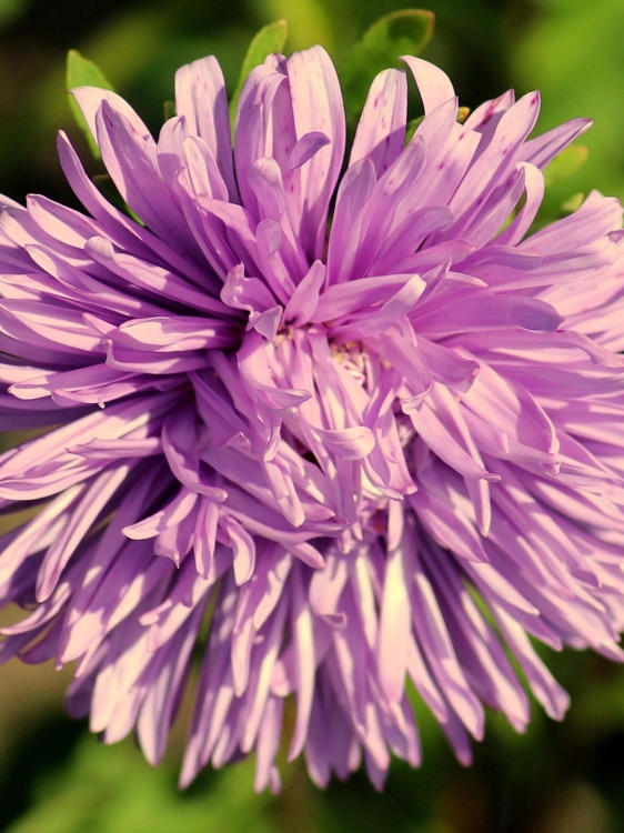 aster-3605690_1920.jpg