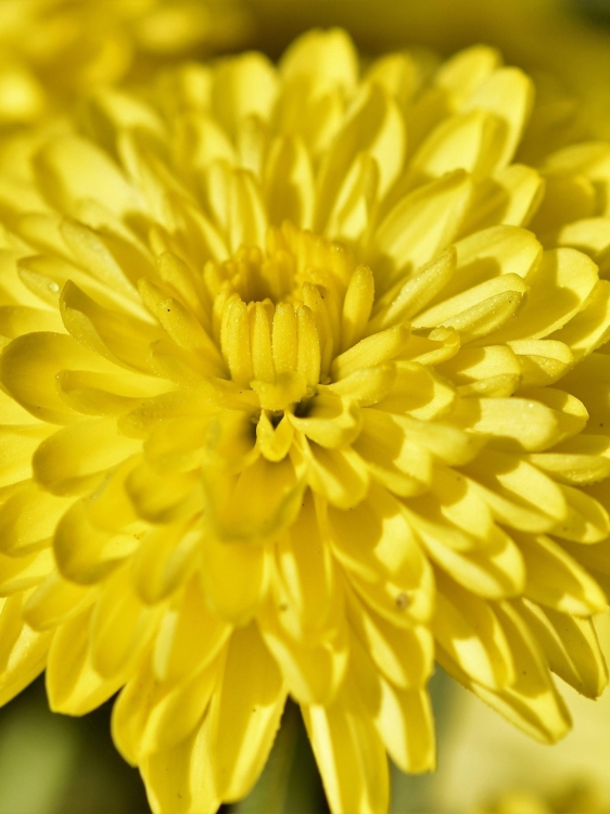 herbstaster-3774439_1920.jpg