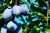plums-3633456_1920.jpg