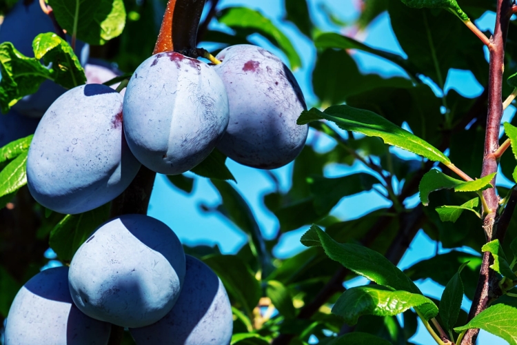 plums-3633456_1920.jpg