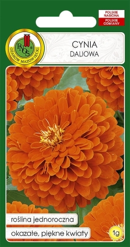 Nasiona-PNOS---Nasiona-kwiatow---Cynia-daliowa-pomaranczowa-eldorado.jpg