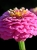 zinnia-4342488_1920.jpg