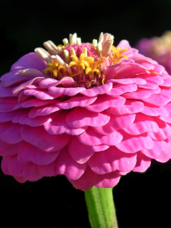 zinnia-4342488_1920.jpg