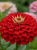 Gemini_Generated_Image_y9pg9ay9pg9ay9pg.png