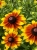 Gemini_Generated_Image_n1nqi5n1nqi5n1nq.jpg