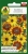 Nasiona-PNOS---rudbekia-dwubarwna.jpg