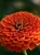 flower-4439624_1920.jpg