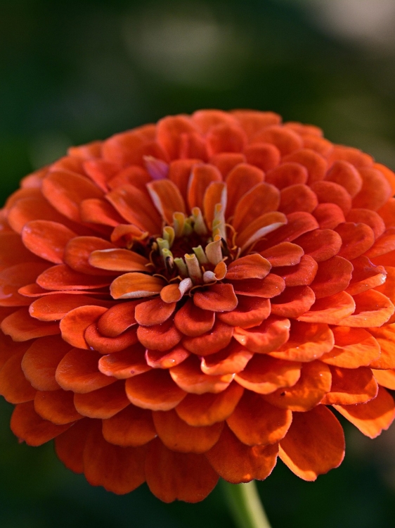 flower-4439624_1920.jpg