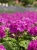 Sklep Pelargonia Fioletowa.jpg