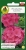 Nasiona-PNOS---pelargonia-rozowa.jpg