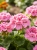 Sklep Pelargonia rożowa.jpg