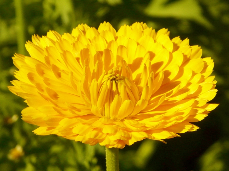marigold-8502_1920.jpg