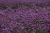 flowers-6870246_1920.jpg