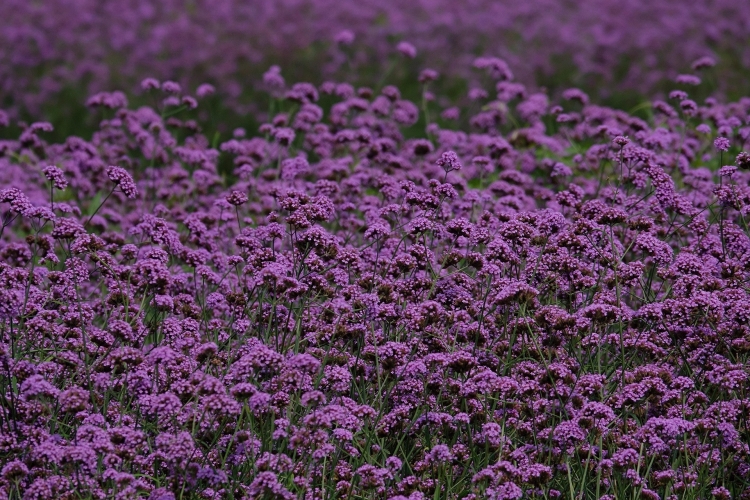 flowers-6870246_1920.jpg
