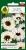 Nasiona-PNOS-nasiona-kwiatow-ivory.jpg