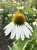 Gemini_Generated_Image_21sys121sys121sy.jpg