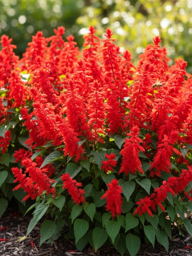 Sklep szałwia czerwona.jpg