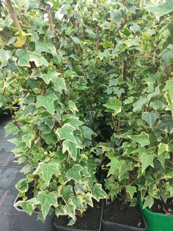 Zdjęcie WhatsApp 2025-04-25 o 13.00.32_4d2b0793.jpg