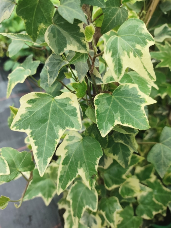 Zdjęcie WhatsApp 2025-04-25 o 13.00.32_e7f2aab5.jpg