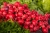 radishes-6757642_1920.jpg
