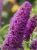 Budleja Purple sklep.jpg