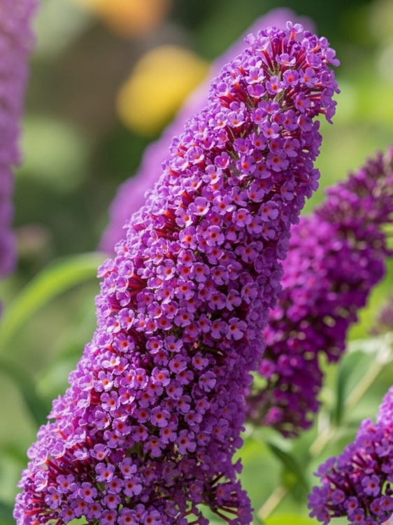 Budleja Purple sklep.jpg