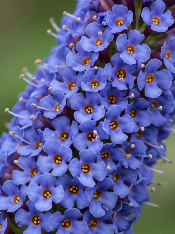 budleja niebieski2.jpg