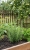 Gemini_Generated_Image_61833a61833a6183 (1).jpg