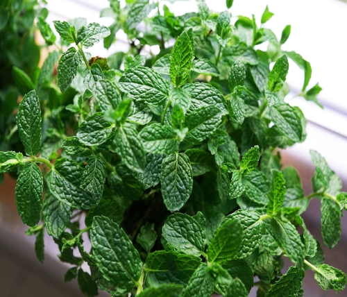 peppermint-790699_1920.jpg