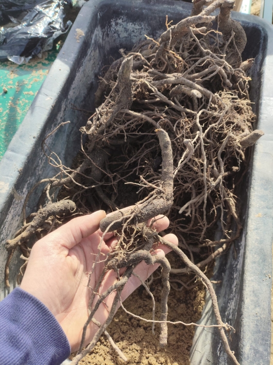 Zdjęcie WhatsApp 2025-03-07 o 16.18.13_be40053f.jpg