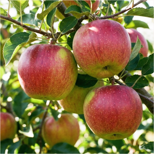 Allegro plantatorzy.jpg