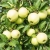 Allegro plantatorzy.jpg