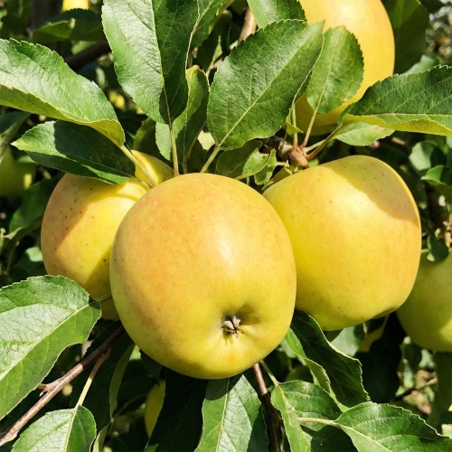 Allegro spółka.jpg