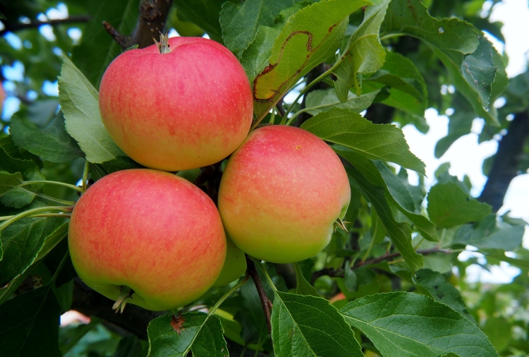 apple-2637679_1920.jpg