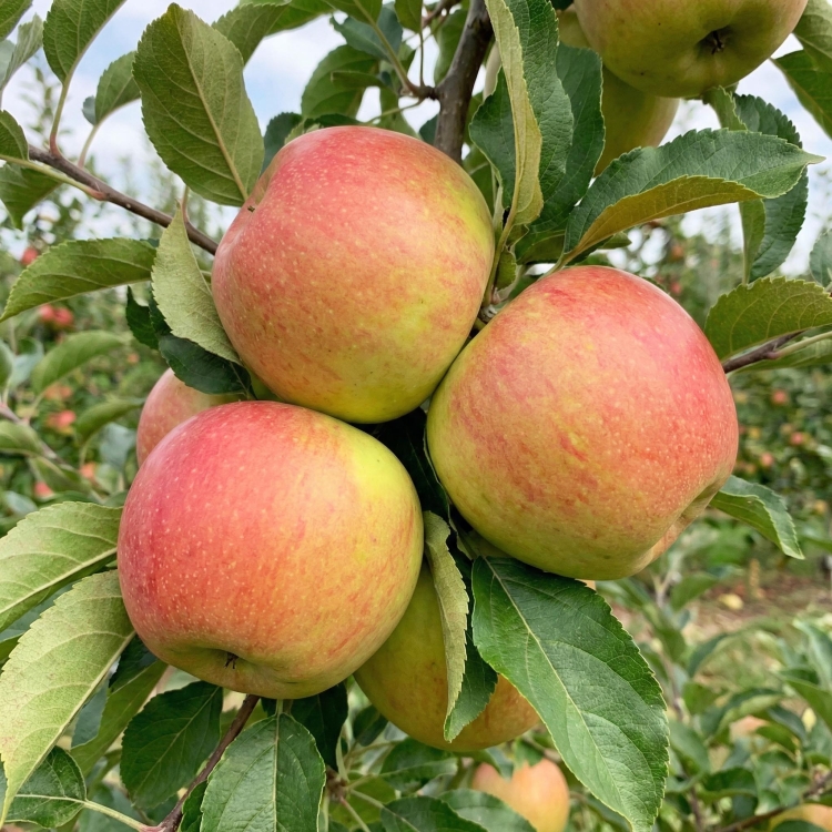 Allegro Spółka.jpg