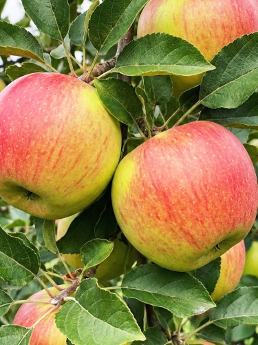 Plantatorzy — kopia.jpg