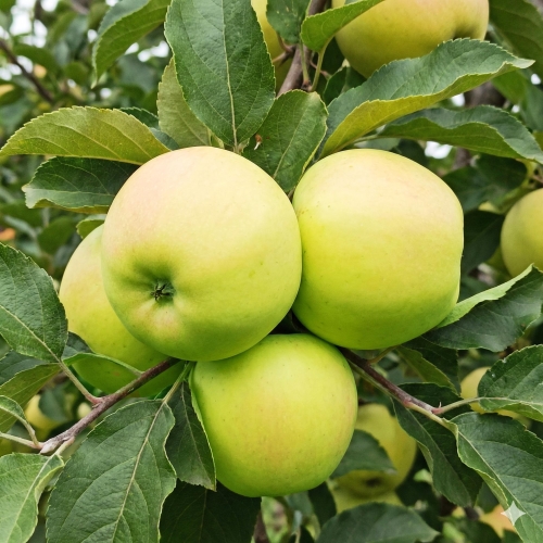 Allegro Spółka.jpg