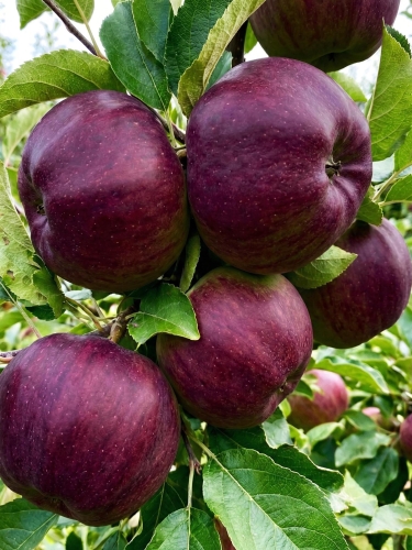 Allegro Spółka — kopia.jpg