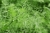 plants-4399784_1280.jpg
